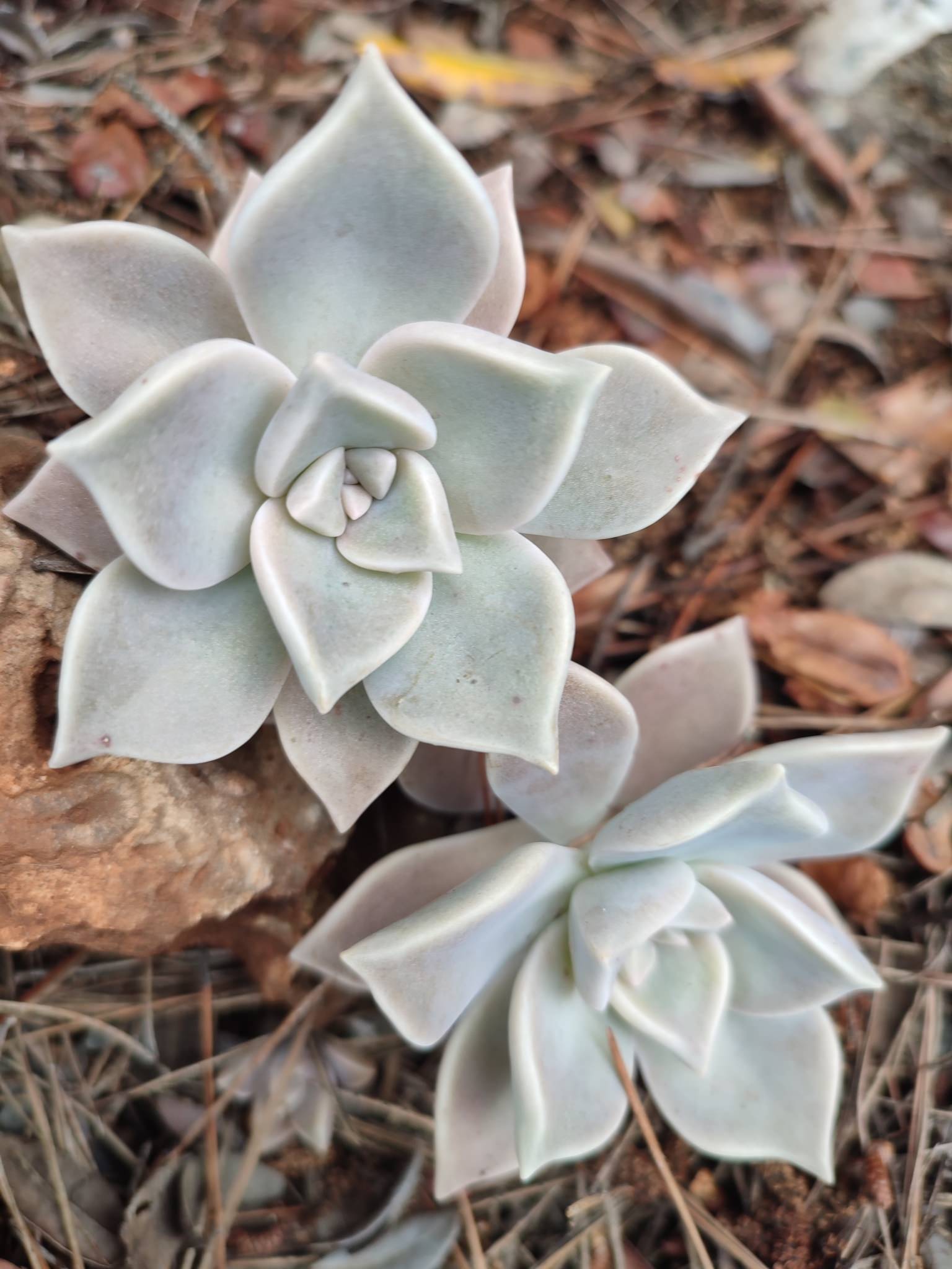 Graptopetalum paraguayense